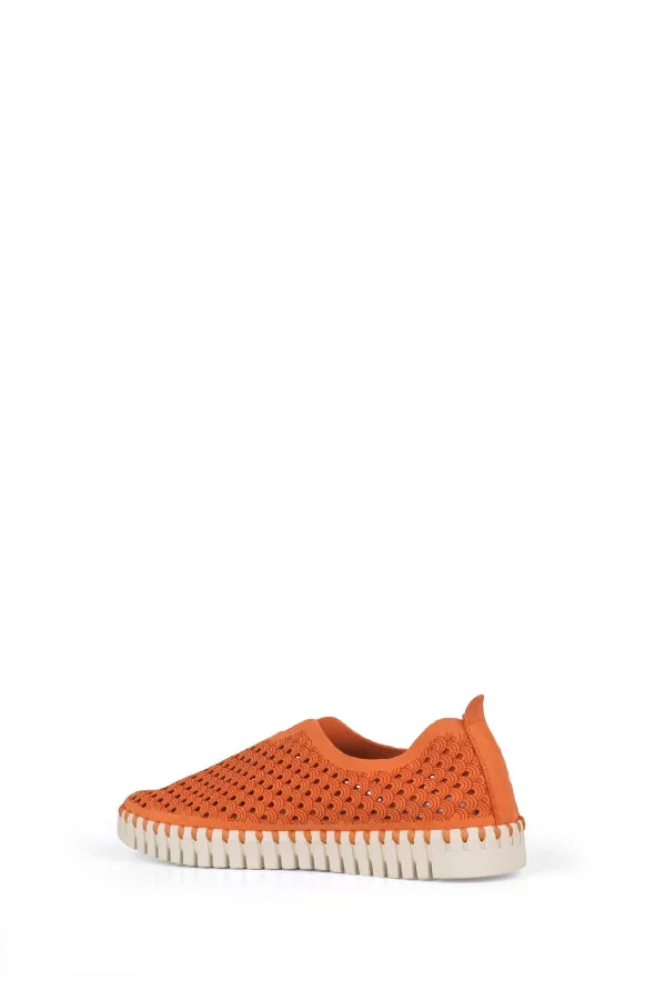 TULIP ORANGE